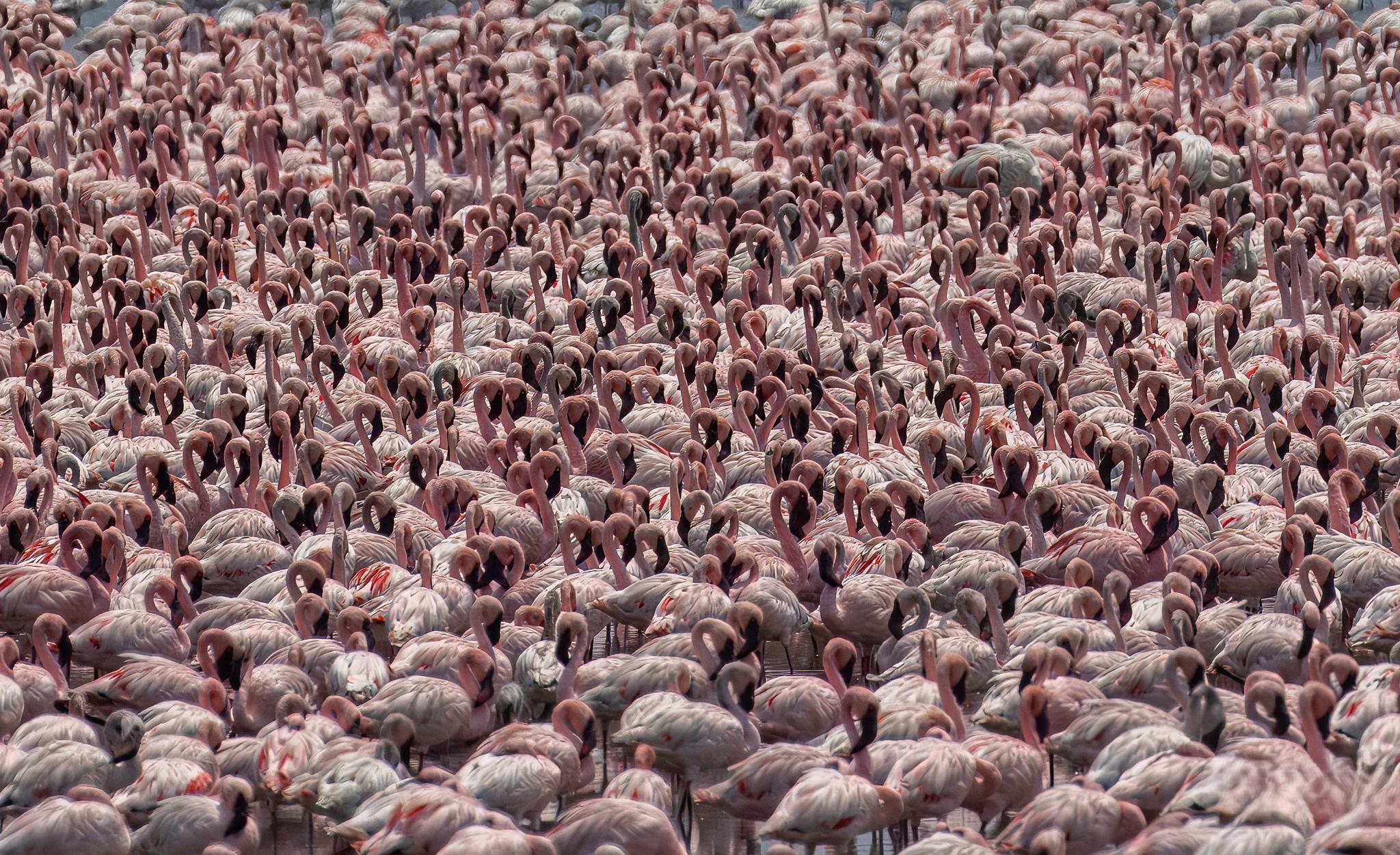 Pink Flamingos Flock